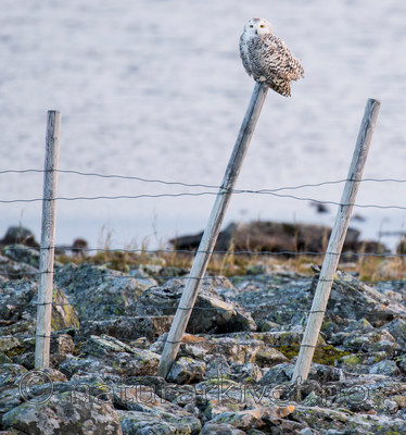 BB 15 0120 / Bubo scandiacus / Snøugle